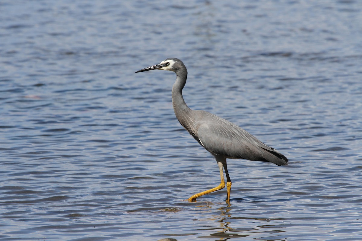 White-faced Heron - ML86729201