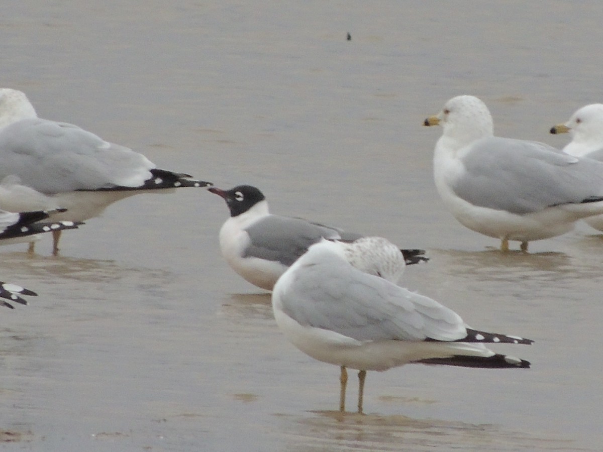 Franklin's Gull - Jana Singletary