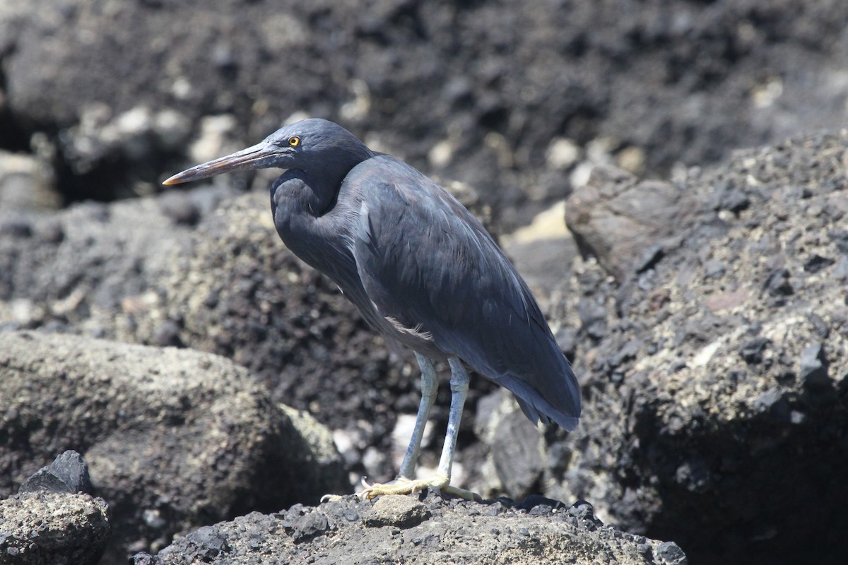 Pacific Reef-Heron - ML86729571