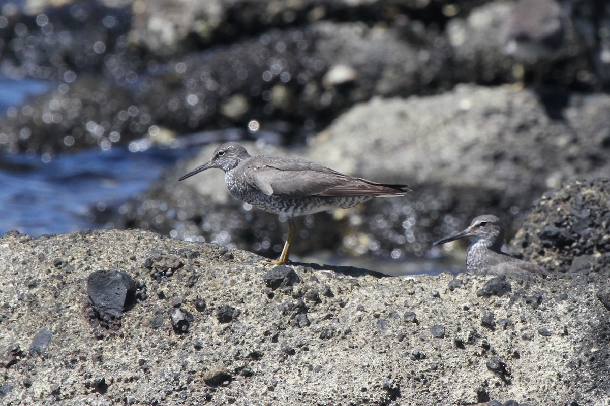 Wandering Tattler - ML86729611