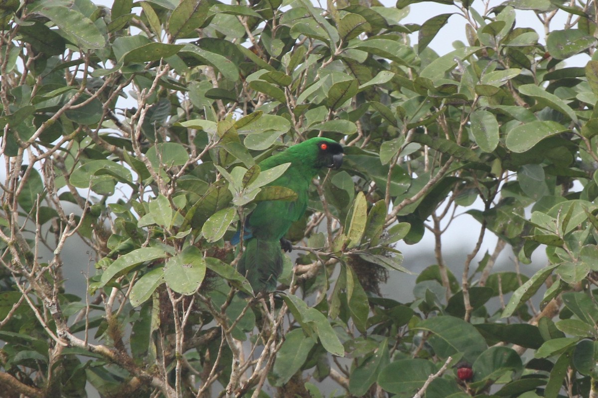 Masked Shining-Parrot - ML86730321