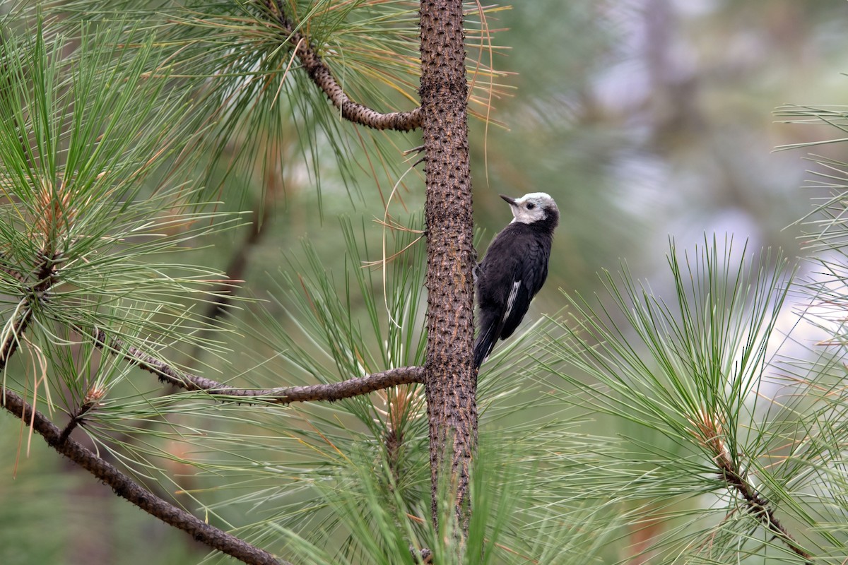 White-headed Woodpecker - Frank Lehman