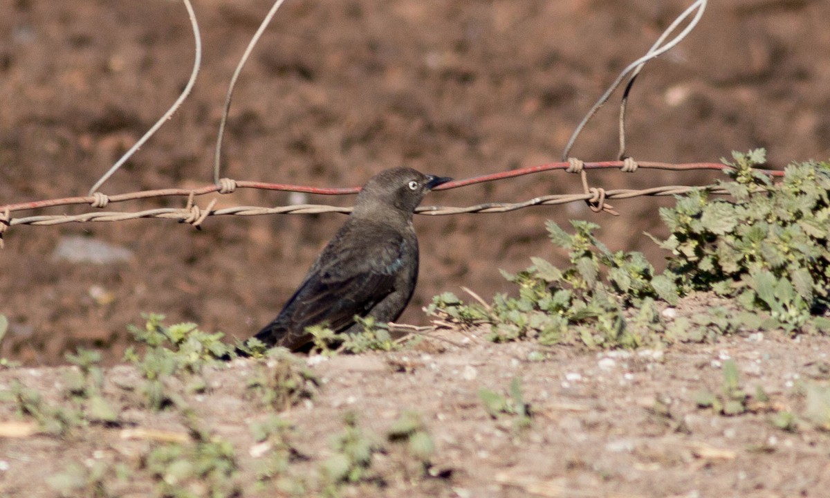 Brewer's Blackbird - ML86732361