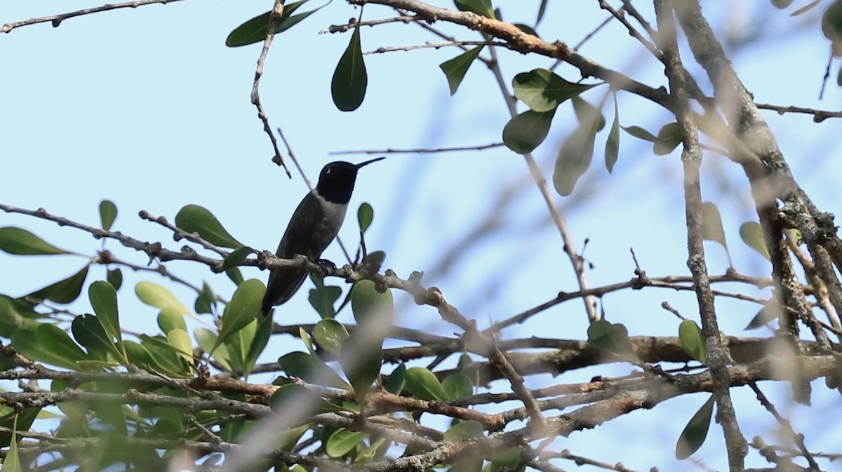 Ruby-throated Hummingbird - ML86734821