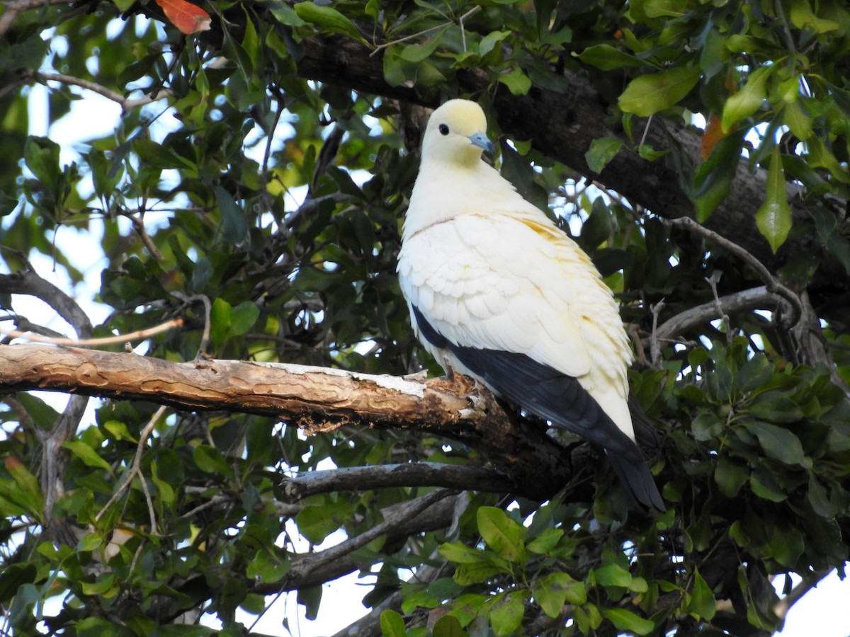 Pied Imperial-Pigeon - Luis Gonzalez