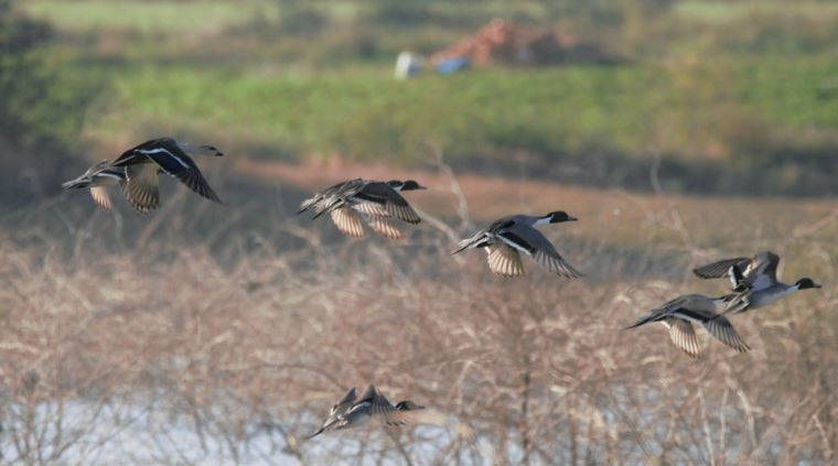 Northern Pintail - ML86735941