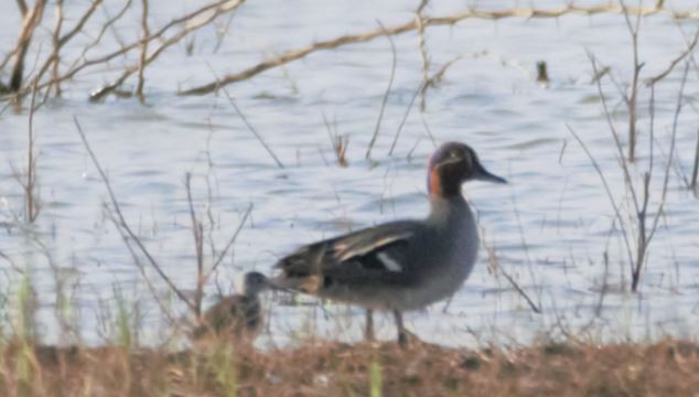 Green-winged Teal - ML86736001