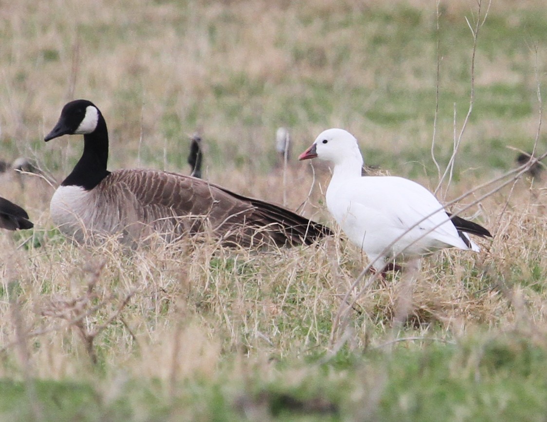 Ross's Goose - ML86736591