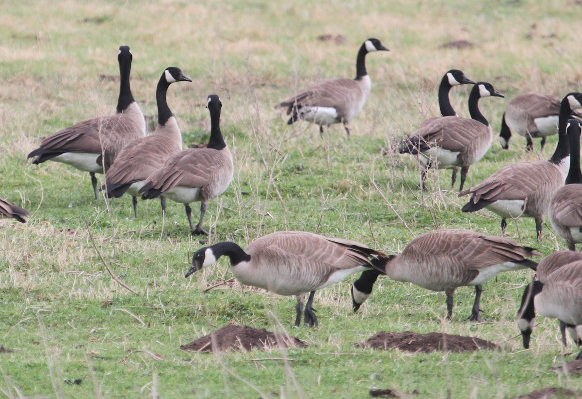 Canada Goose - Steve Collins