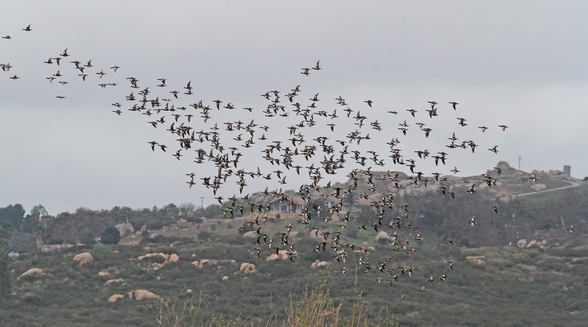 American Wigeon - Steve Collins