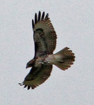 Red-tailed Hawk (calurus/alascensis) - ML86736751