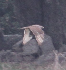 Ferruginous Hawk - ML86736811