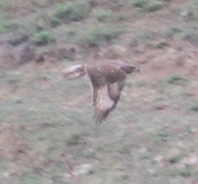 Ferruginous Hawk - ML86736821