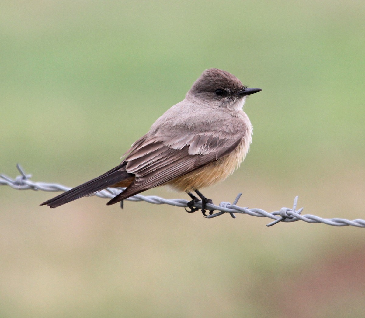 Say's Phoebe - ML86736921