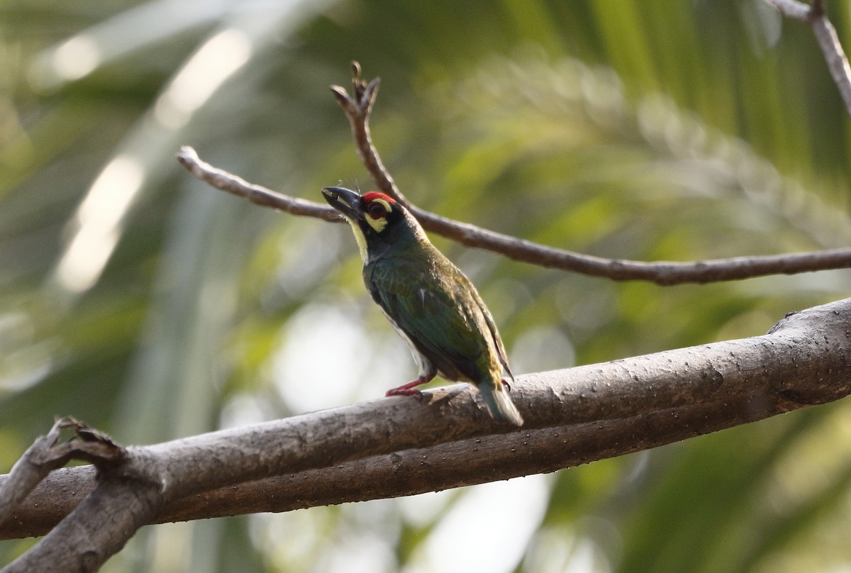 Coppersmith Barbet - Adam Byrne