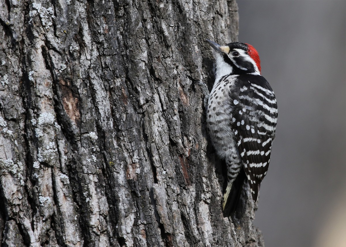 Nuttall's Woodpecker - Dean LaTray