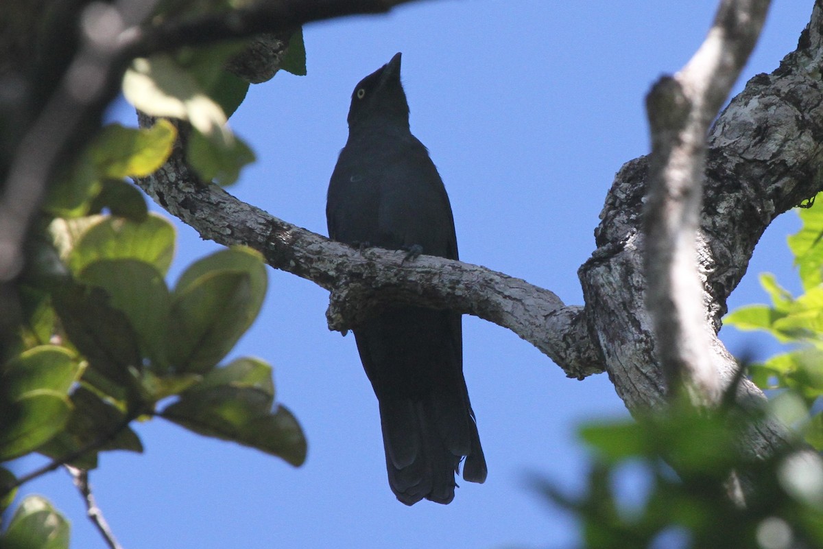 South Melanesian Cuckooshrike - ML86738581