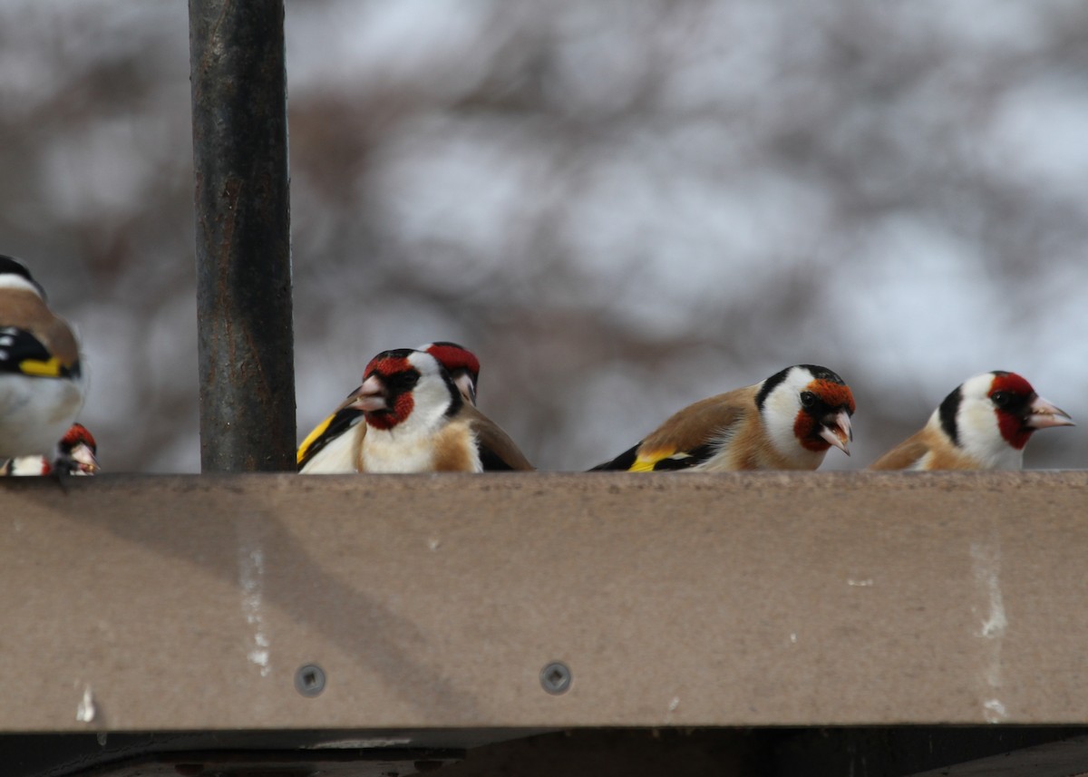 European Goldfinch - ML86739161