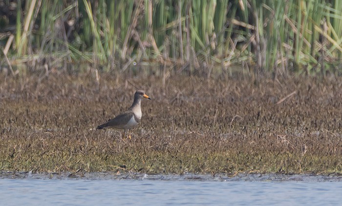 Gray-headed Lapwing - Anil Goyal