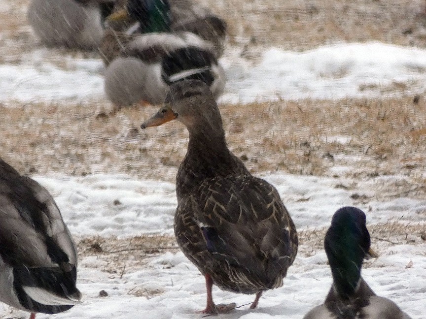 Mallard x American Black Duck (hybrid) - Gloria Shiraef