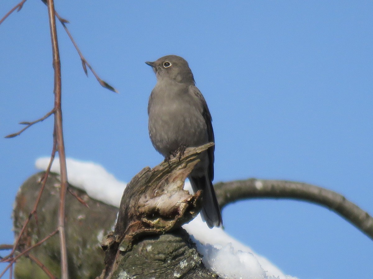 Townsend's Solitaire - ML86743491
