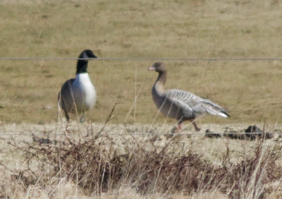 Pink-footed Goose - ML86743941