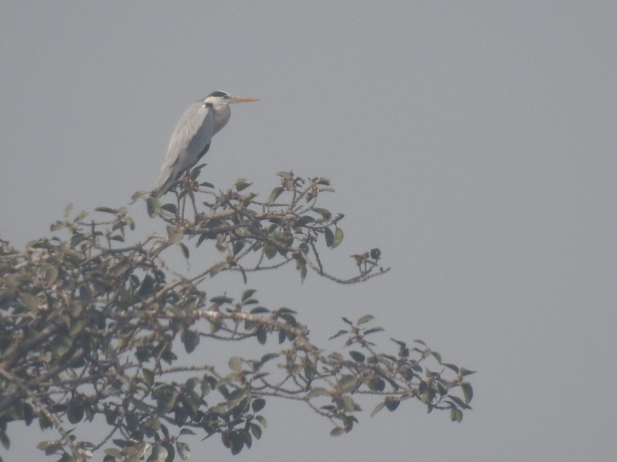 Gray Heron - ML86744081