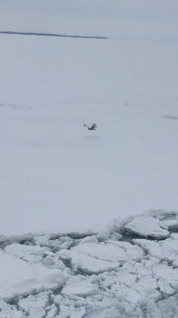 Snowy Owl - ML86744991