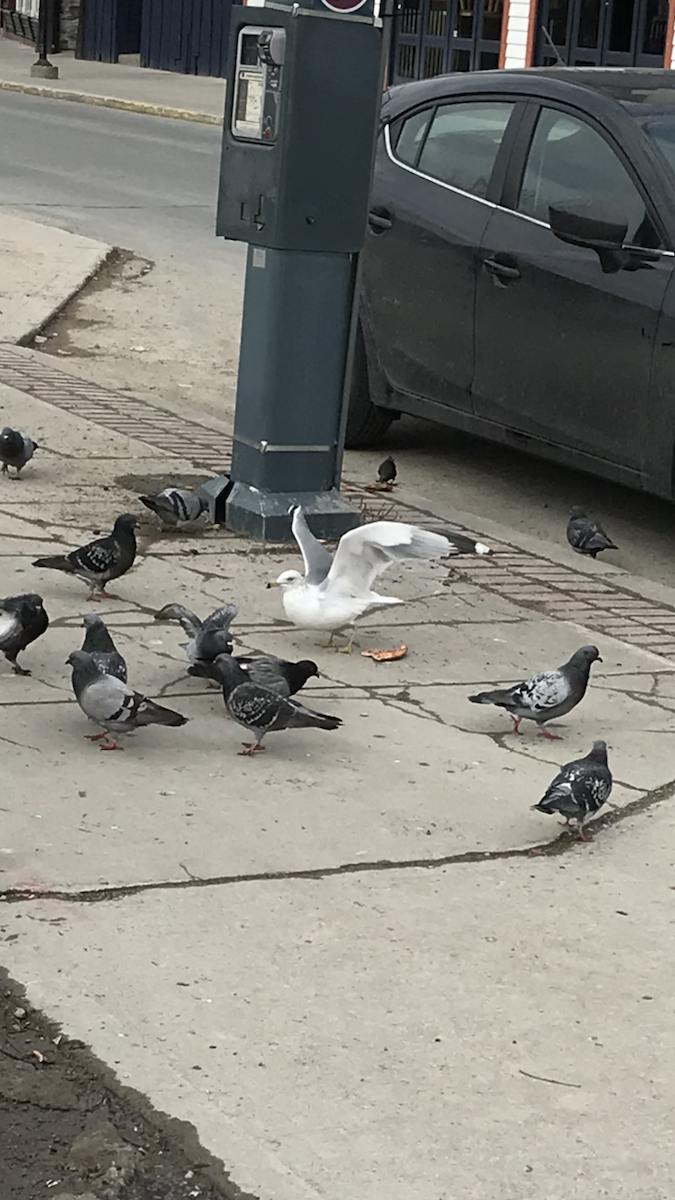 Ring-billed Gull - ML86745231