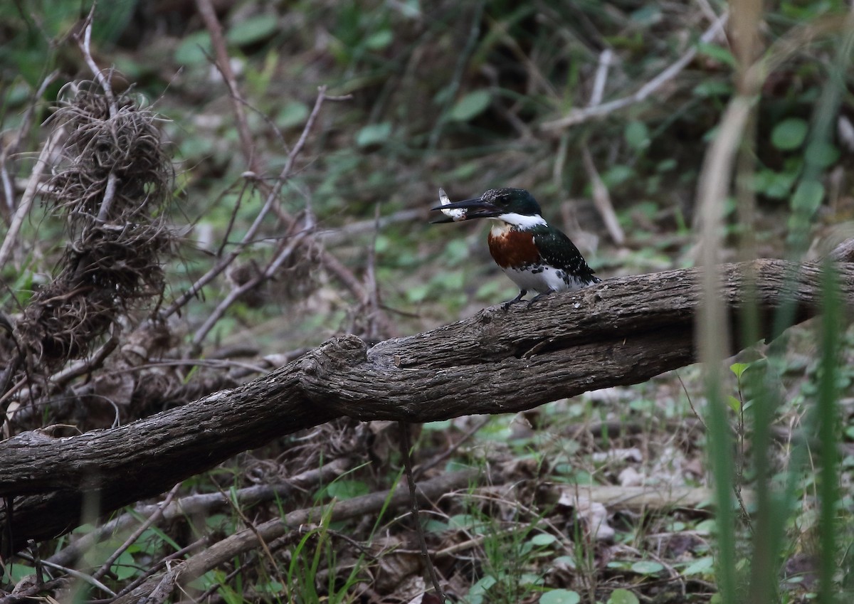 Green Kingfisher - ML86745821