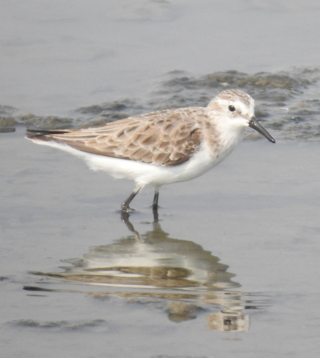 Little Stint - ML86746811