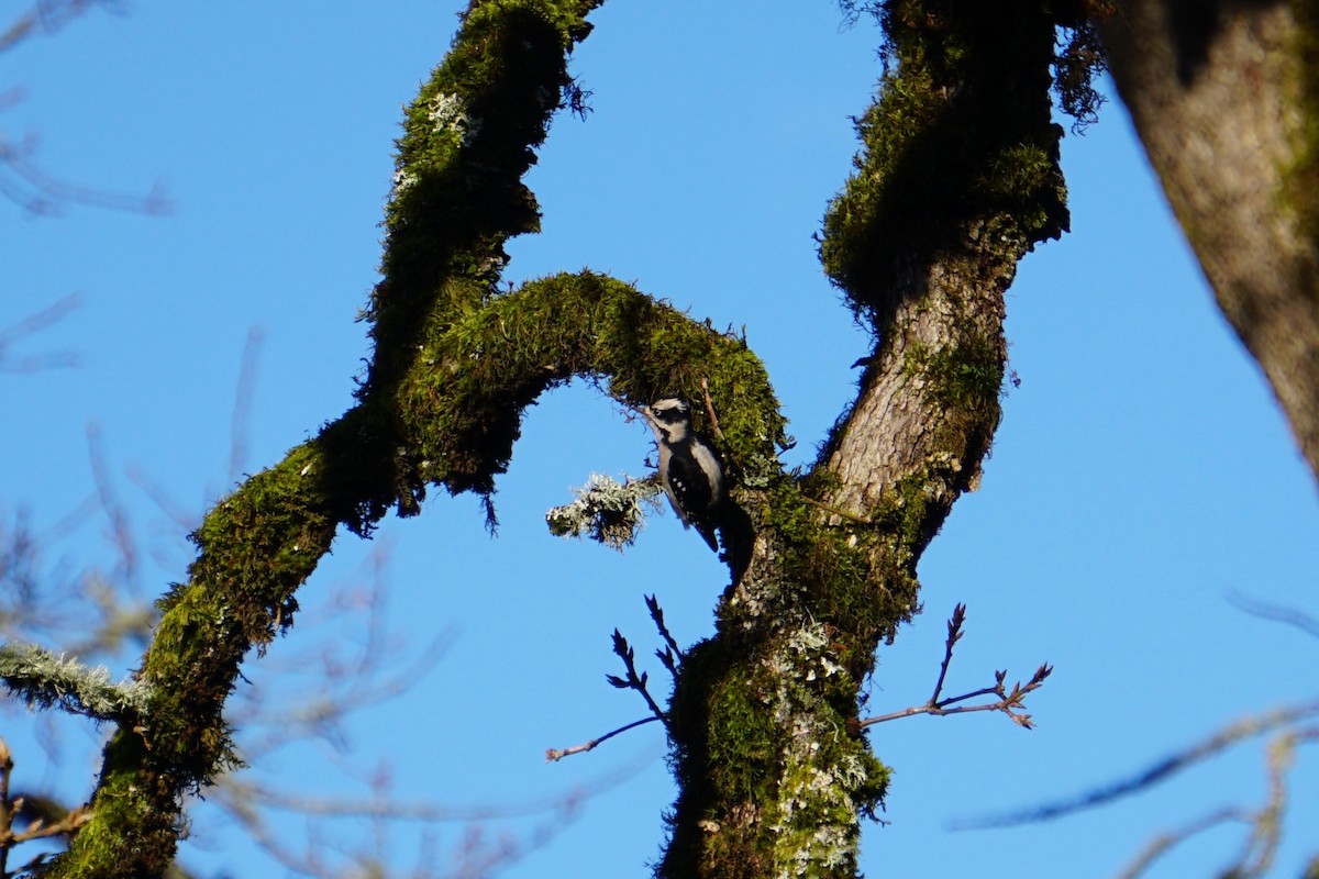 Downy Woodpecker - Anonymous