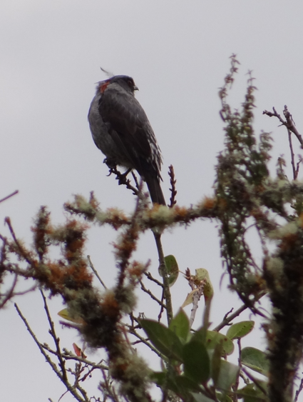 Red-crested Cotinga - ML86747951