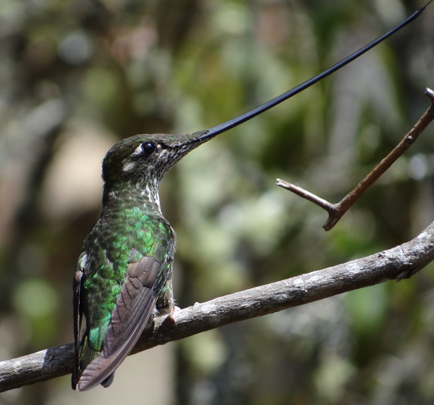 Sword-billed Hummingbird - ML86748131