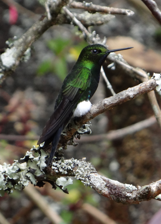 Glowing Puffleg - ML86748161