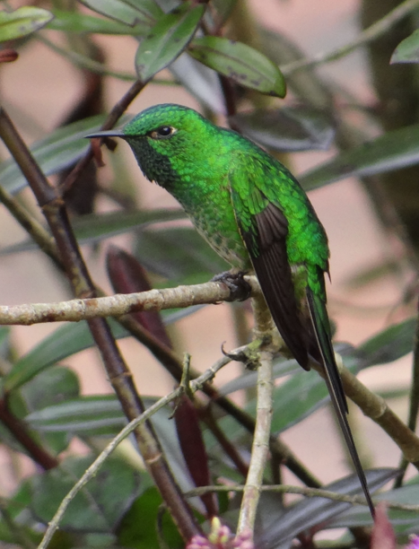 Green-tailed Trainbearer - ML86748371