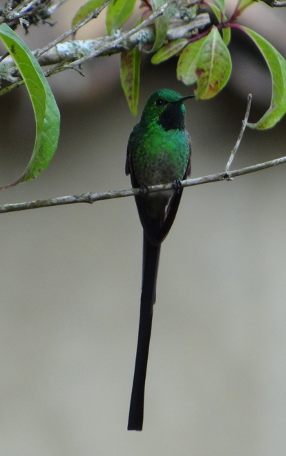 Green-tailed Trainbearer - ML86748381