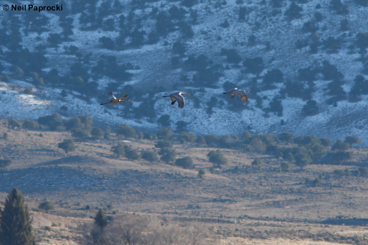 Sandhill Crane - ML86748451