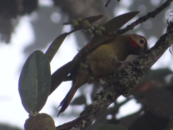 Golden-olive Woodpecker - ML86748491