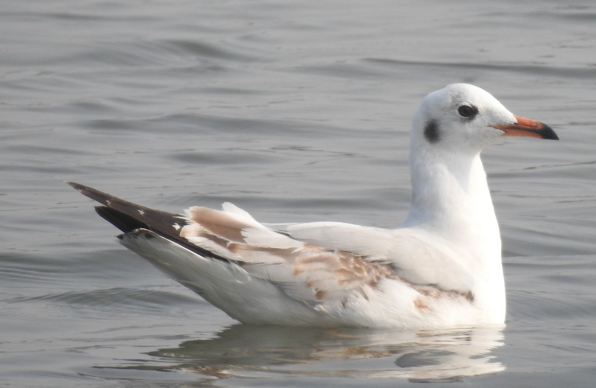 Black-headed Gull - ML86748611