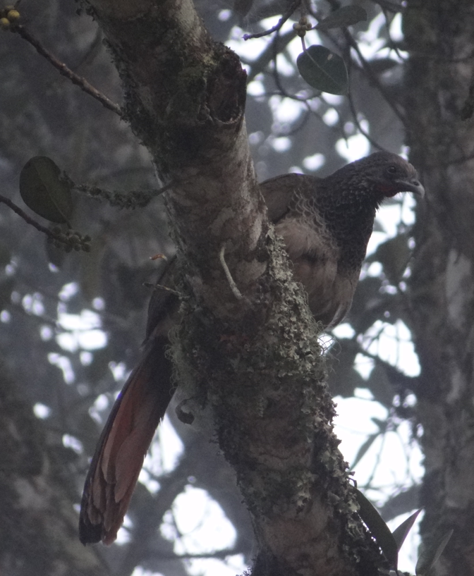 Colombian Chachalaca - ML86748881