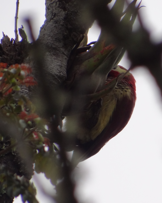 Crimson-mantled Woodpecker - ML86748981