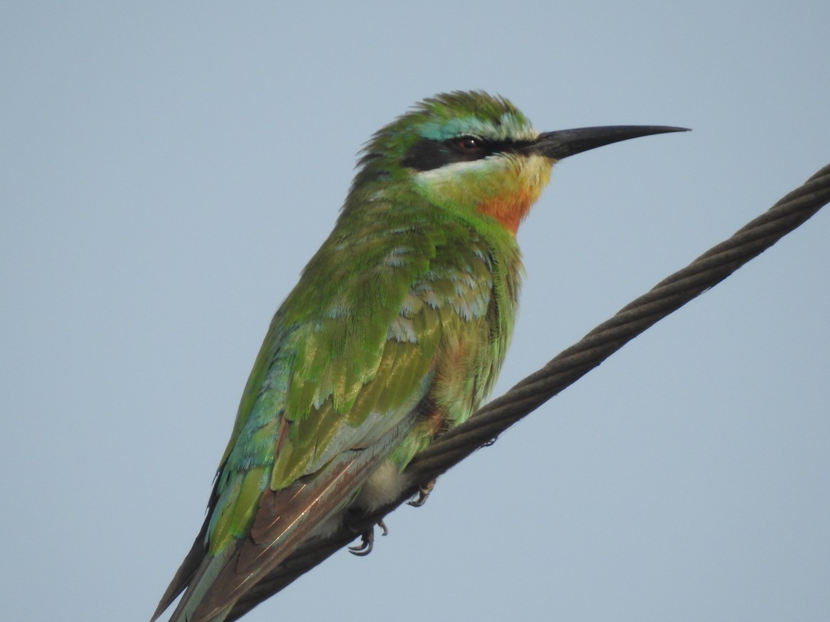 Цэнхэр шанаат зөгийч - ML86749481