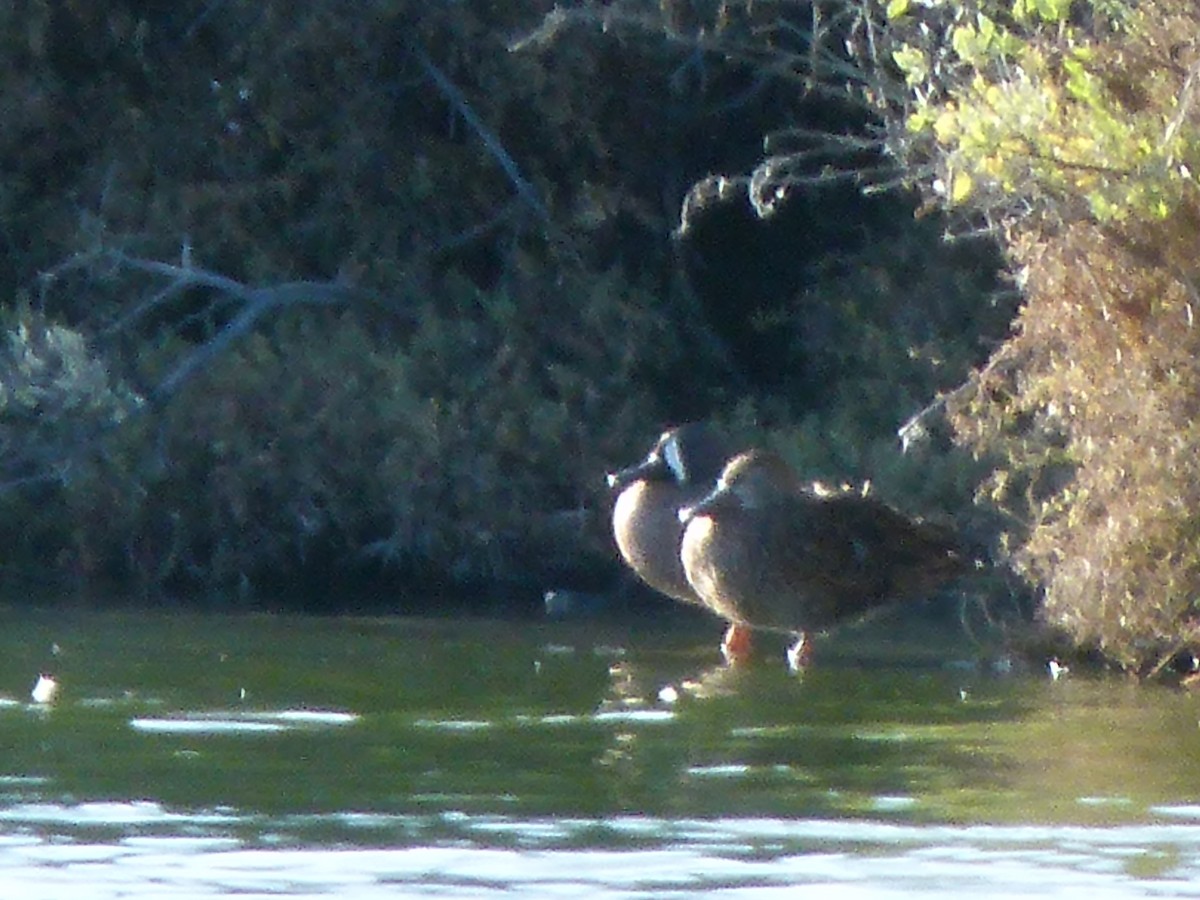 Blue-winged Teal - ML86749721