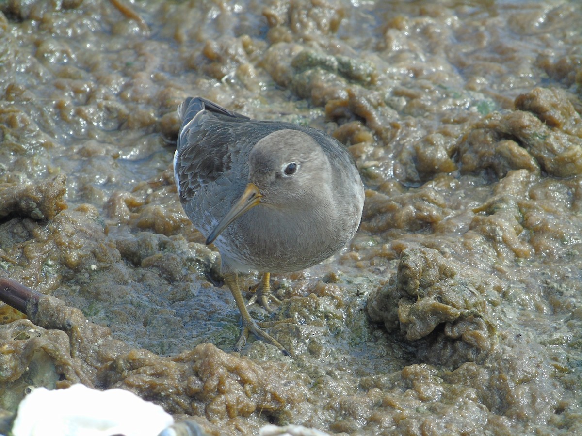 Purple Sandpiper - Marie Asscherick