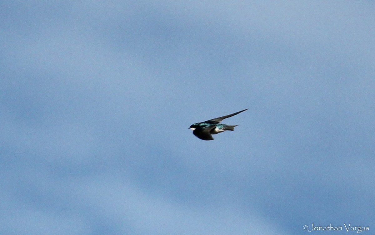 Tree Swallow - ML86751351