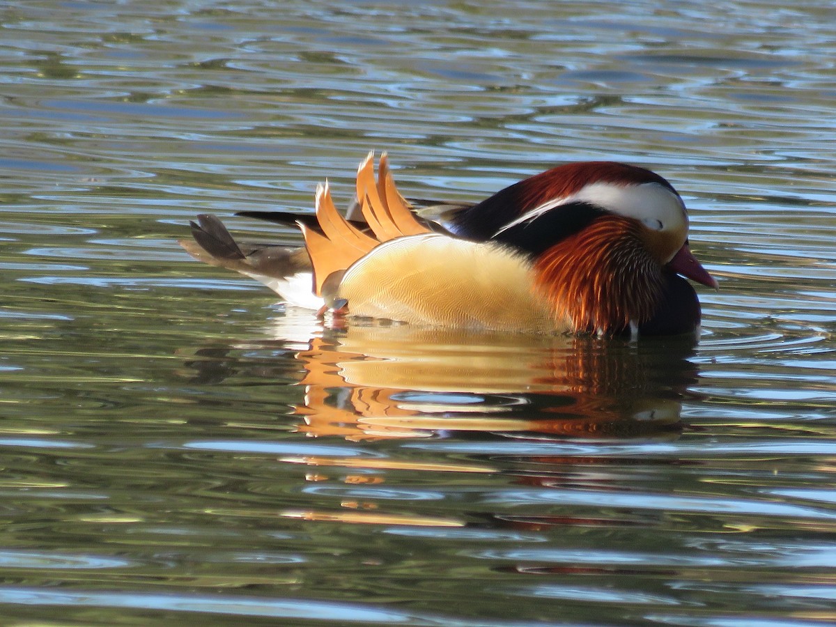 Mandarin Duck - Amy Worell