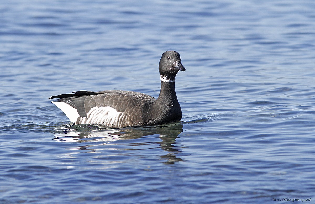 Brant - ML86752921