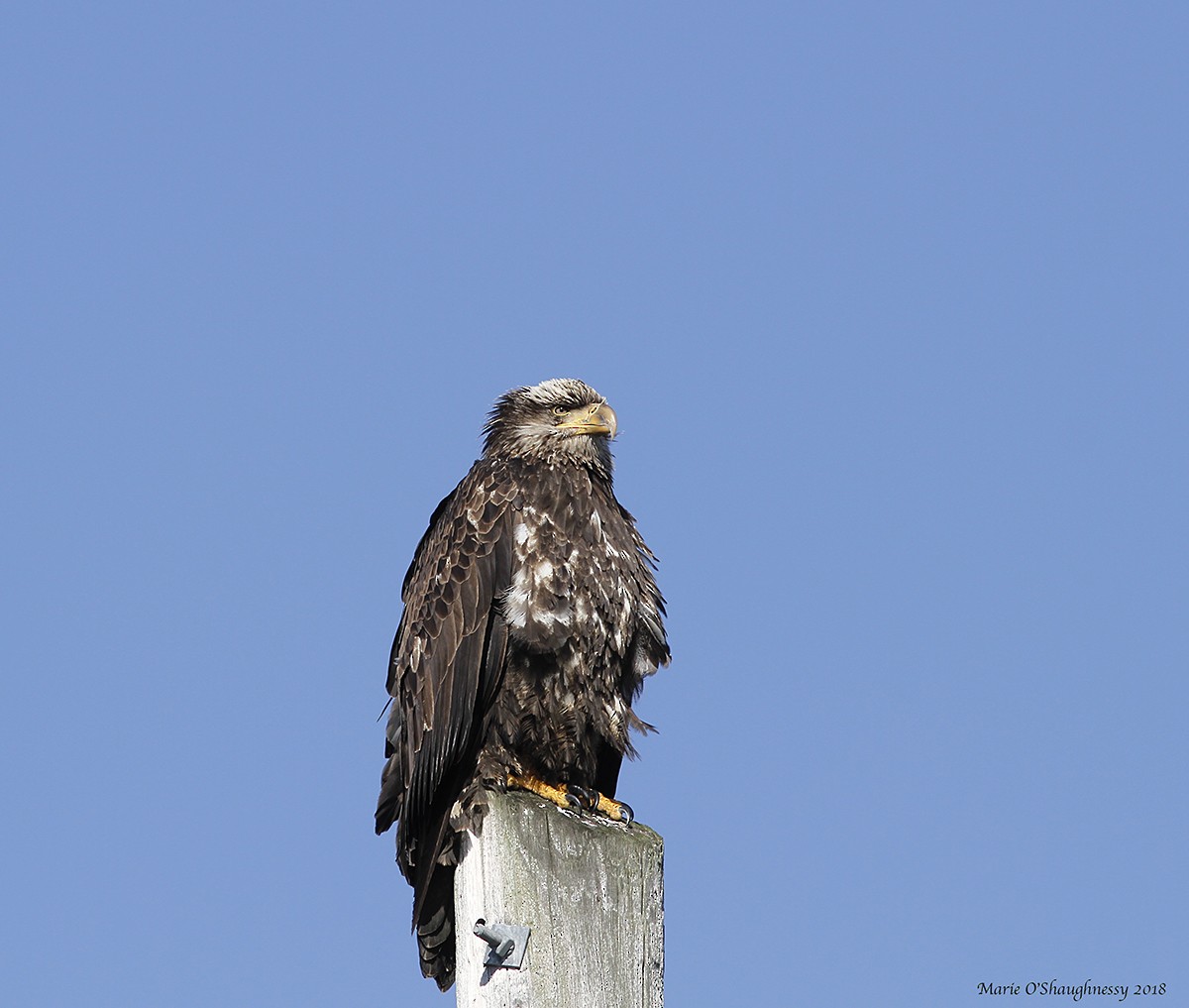 Bald Eagle - Marie O'Shaughnessy