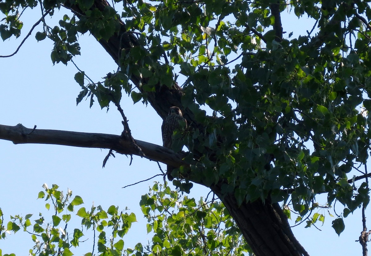 Peregrine Falcon - ML86755531